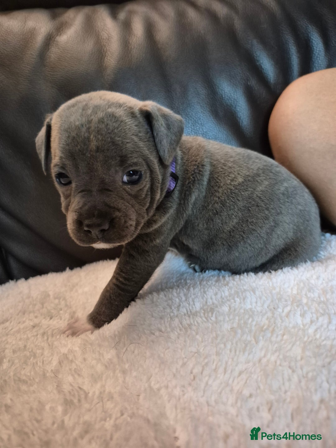 Staffordshire Bull Terrier dogs for sale: Eight gorgeous staffy puppies. - Advert 12