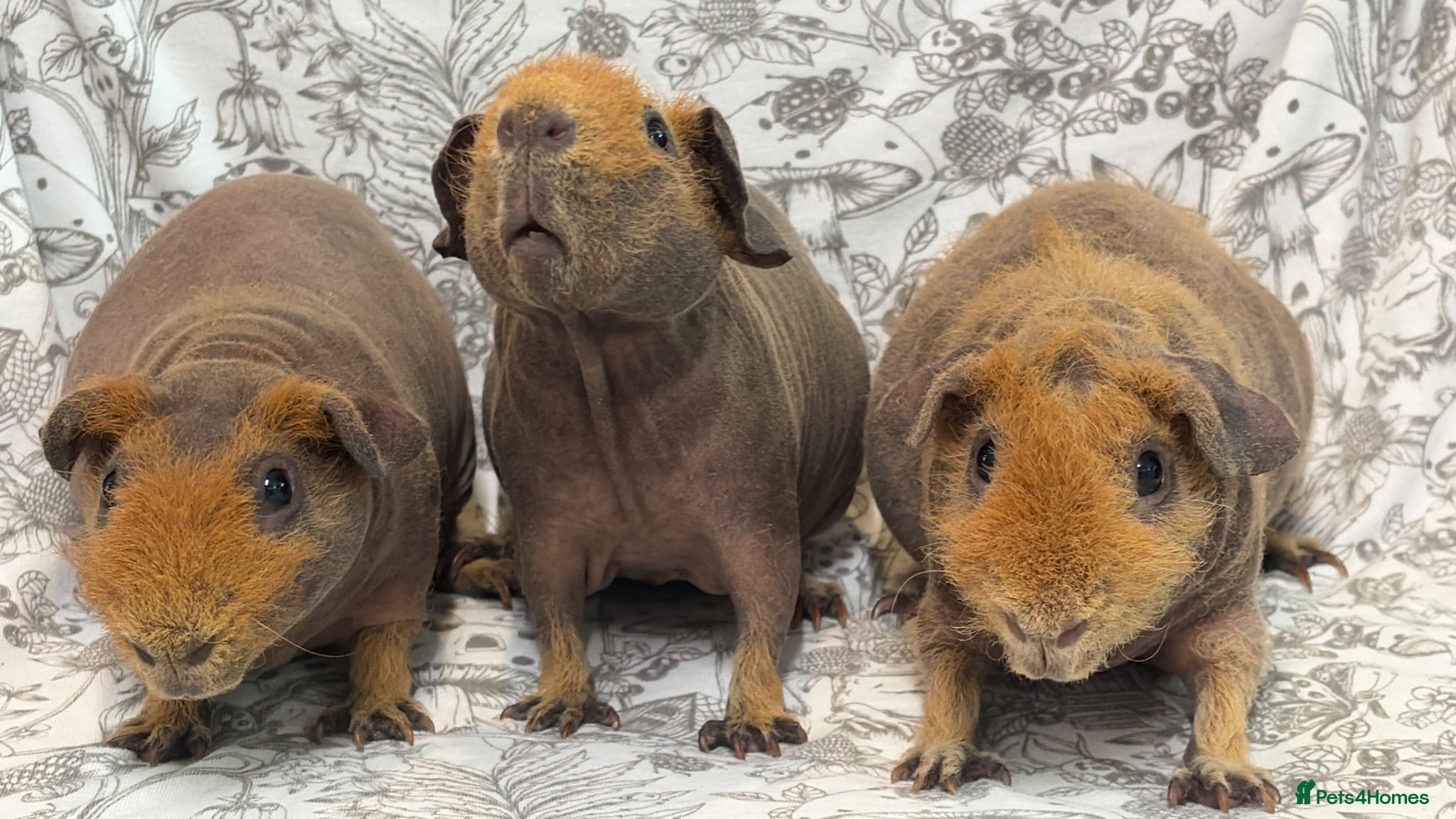 Guinea Pig rodents Skinny pig, werewolf and Baldwin youngsters/babies - Advert 2