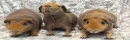 Guinea Pig rodents for sale: Skinny pig, werewolf and Baldwin youngsters/babies - Advert 2