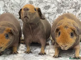 Guinea Pig rodents Skinny pig, werewolf and Baldwin youngsters/babies - Advert 2