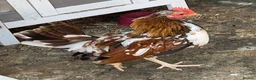Chickens poultry for sale: Two lovely male seramas  in Sheffield - Advert 1