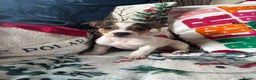 Parson Russell dogs for sale: Gorgeous Parson x Jack Russell’s  - Advert 3