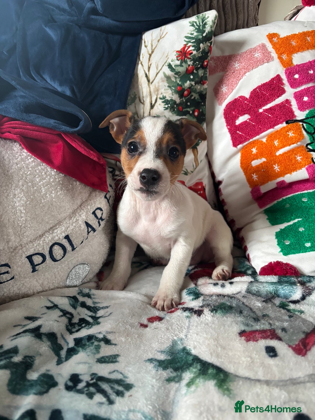 Parson Russell dogs for sale: Gorgeous Parson x Jack Russell’s  - Advert 3