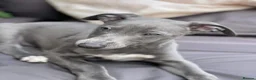 Whippet dogs for stud: KC Pedigree whippet - Morse - Advert 5