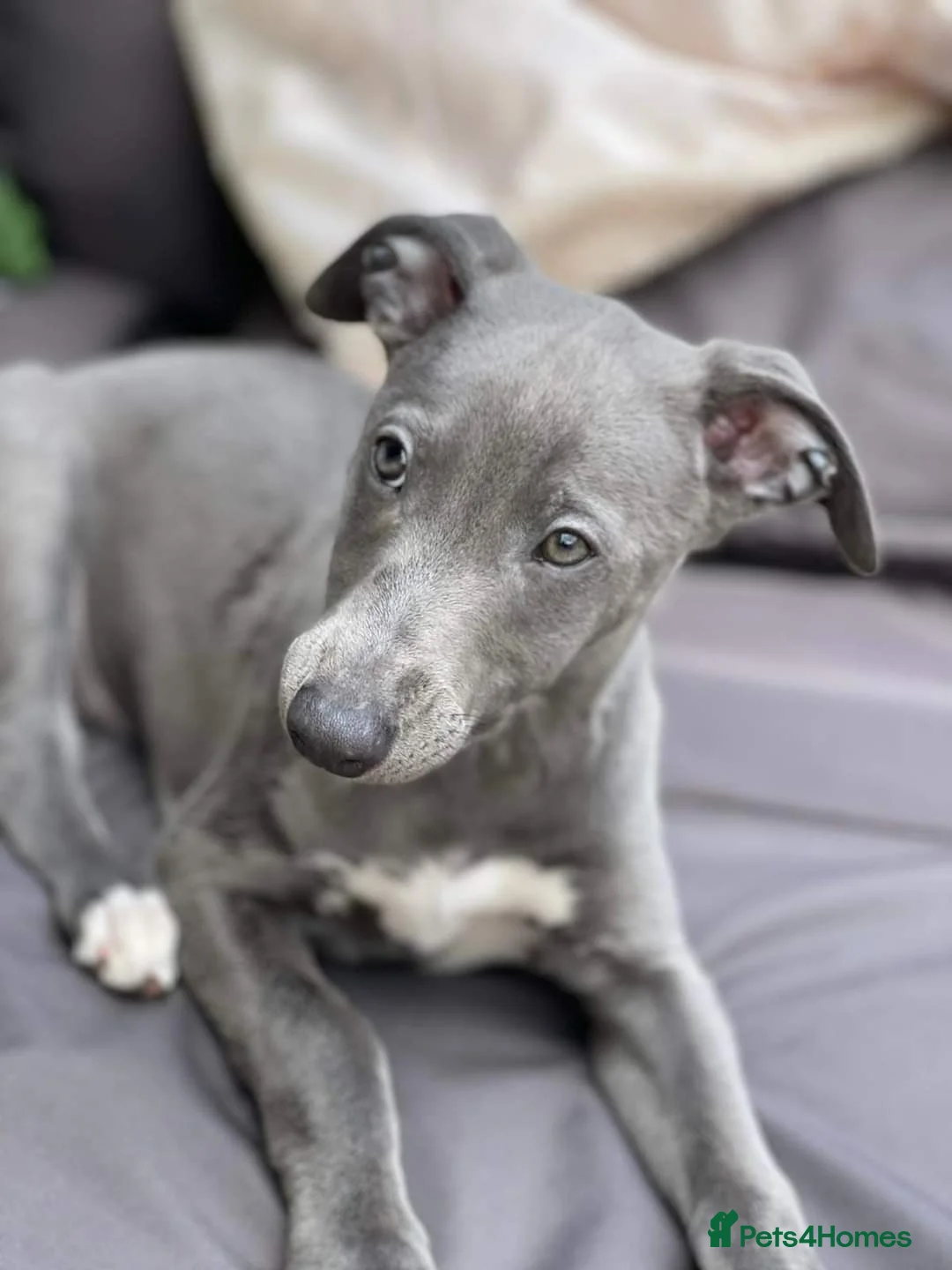 Whippet dogs for stud: KC Pedigree whippet - Morse - Advert 5