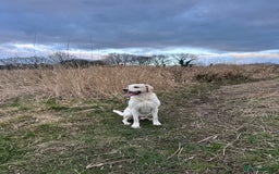 Labrador Retriever dogs for stud: Proven Yellow Labrador Gundog Stud - health tested in Chorley - Image 10