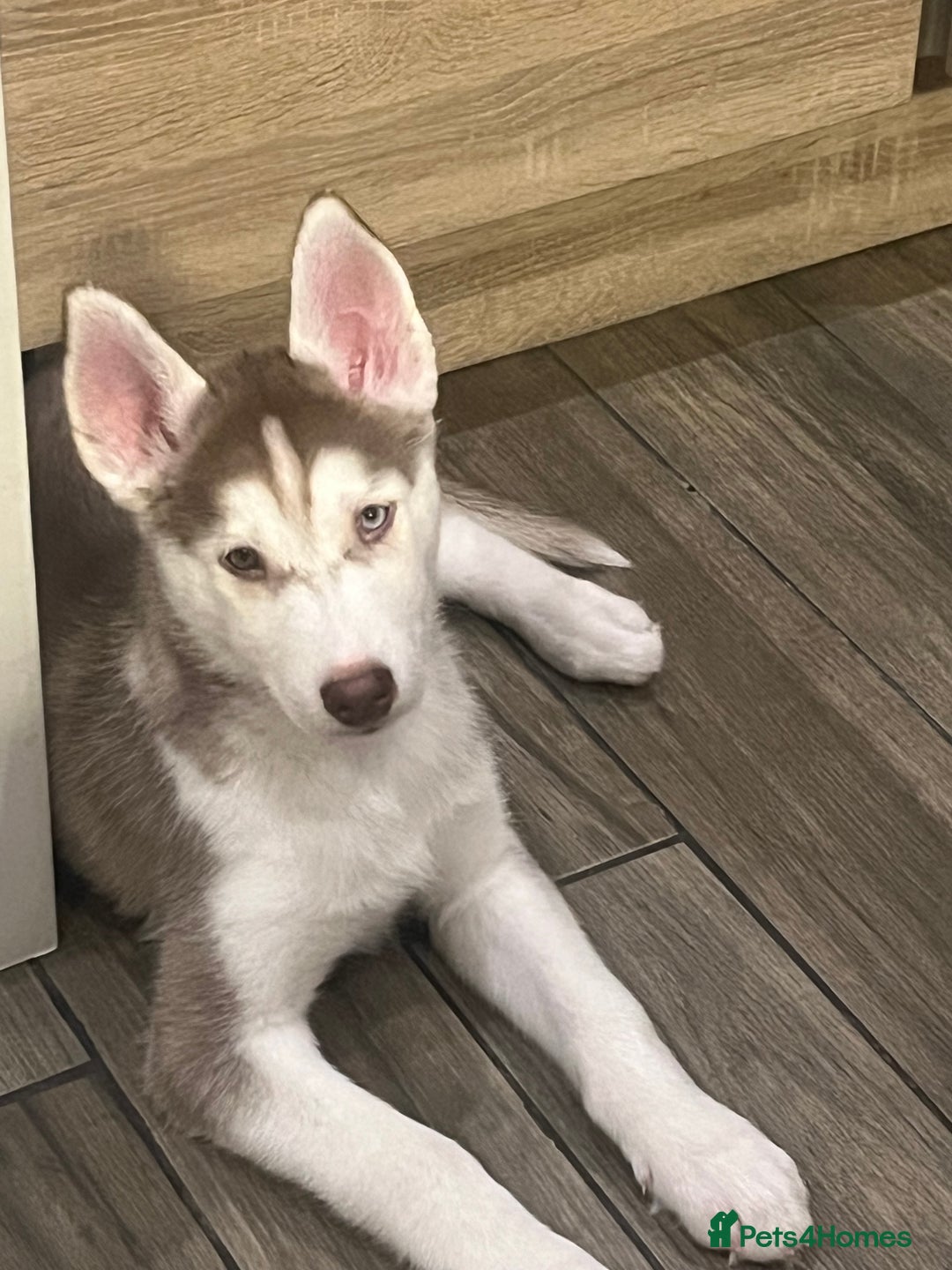 Siberian Husky dogs for sale: Siberian Husky puppies  - Advert 1