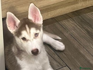 Siberian Husky dogs Siberian Husky puppies - Advert 2