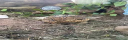 Tortoise reptiles for sale: leopard tortoise  - Advert 2