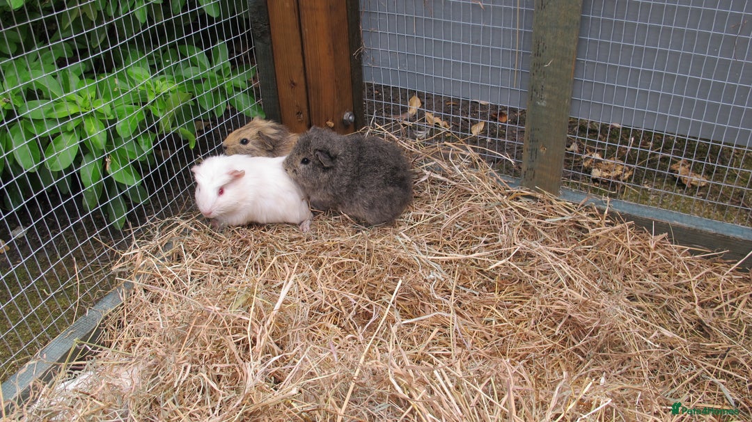 Guinea Pig rodents for sale: beautiful male guinea pigs - Image 13