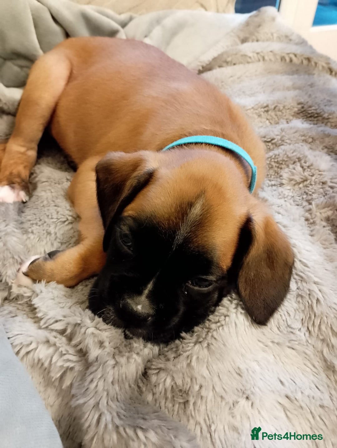 Boxer dogs for sale: Boxer Puppies  - Advert 26
