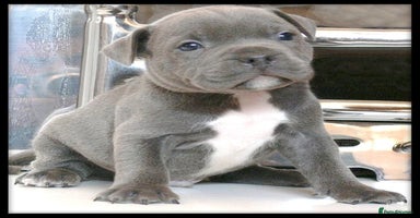 Staffordshire Bull Terrier dogs - Advert 13