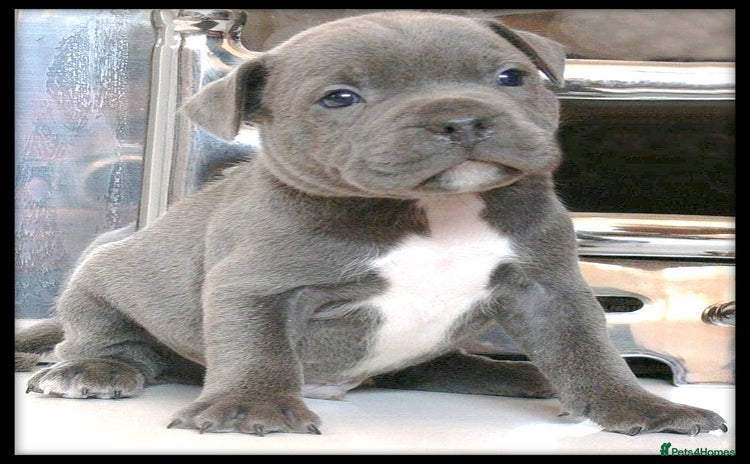 Staffordshire Bull Terrier dogs - Advert 8