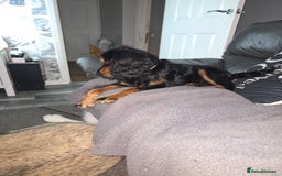 Cocker Spaniel dogs for sale: 6 mth old black & tan Cocker spaniel girl - Image 6