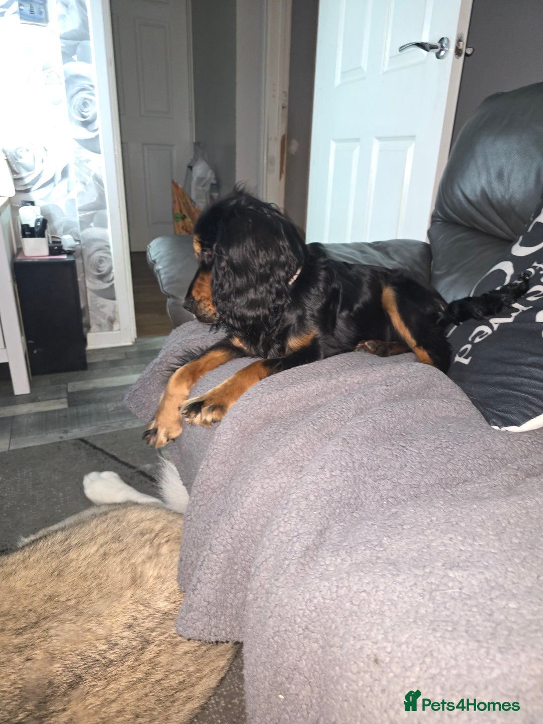 Cocker Spaniel dogs for sale: 6 mth old black & tan Cocker spaniel girl - Image 6