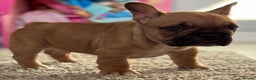 French Bulldog dogs for sale:  AMAZING PUPS  - Advert 34