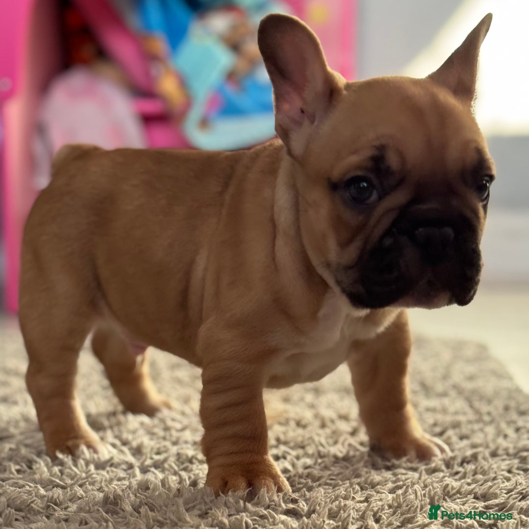French Bulldog dogs for sale:  AMAZING PUPS  - Advert 34