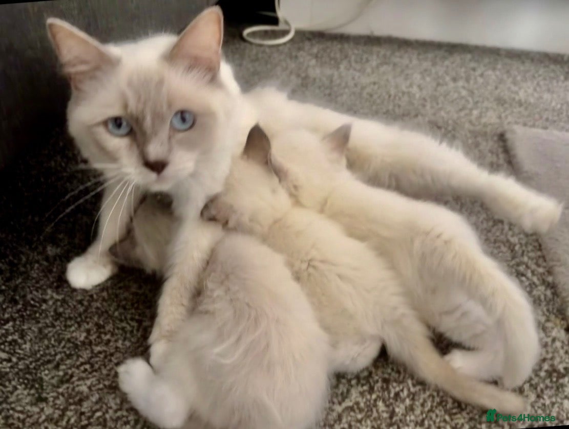 Ragdoll cats ⭐️ 🐾 PUREBRED RAGDOLL MICROCHIPPED KITTENS ❤️ - Advert 2