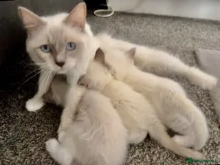 Ragdoll cats ⭐️ 🐾 PUREBRED RAGDOLL MICROCHIPPED KITTENS ❤️ - Advert 2