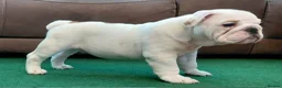 English Bulldog dogs for sale: English Bulldog Puppies Loving Homes Wanted 🐾 - Advert 5