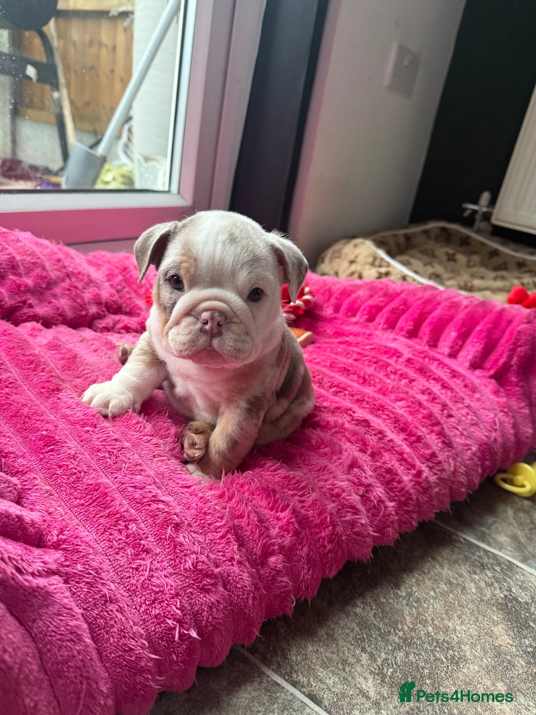 English Bulldog dogs for sale: 👑 Kingsley 👑  - Advert 1