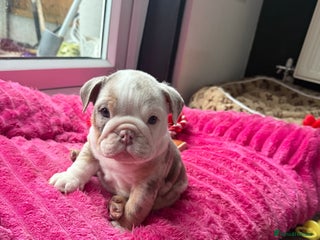 English Bulldog dogs 👑 Kingsley 👑 - Advert 1