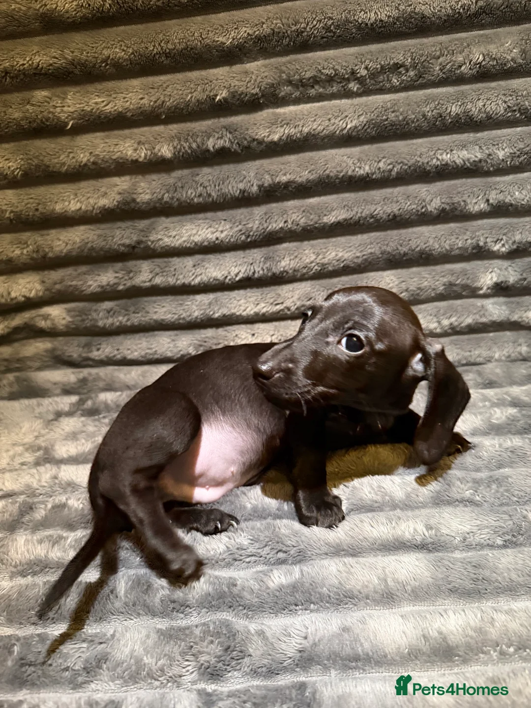 Dachshund dogs for sale: Miniature Dachshund Puppies Available 🐾 - Advert 34