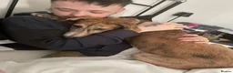Lurcher dogs for sale: Scoobydoobie please read description  - Advert 7