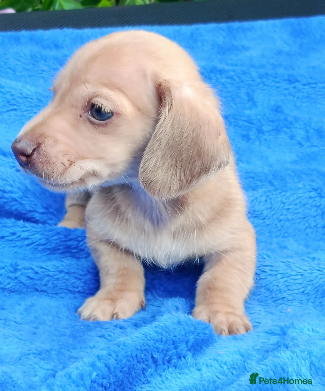 Miniature Dachshund dogs for sale: STUNNING CREAM LITTER KC REG PRA CLEAR - Advert 4