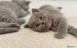 British Shorthair cats for sale: British Short Hair Kittens - Advert 18