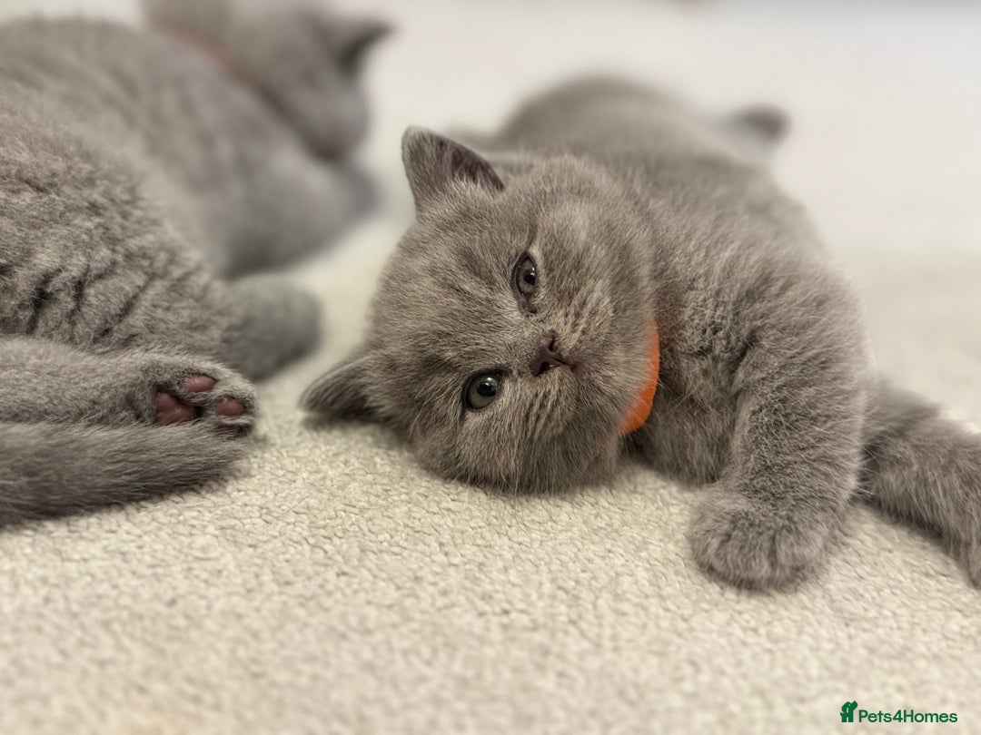 British Shorthair cats for sale: British Short Hair Kittens - Advert 18