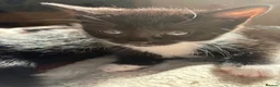 Mixed Breed cats for sale: Adorable kittens  - Advert 10