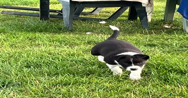 Border Collie dogs - Advert 5