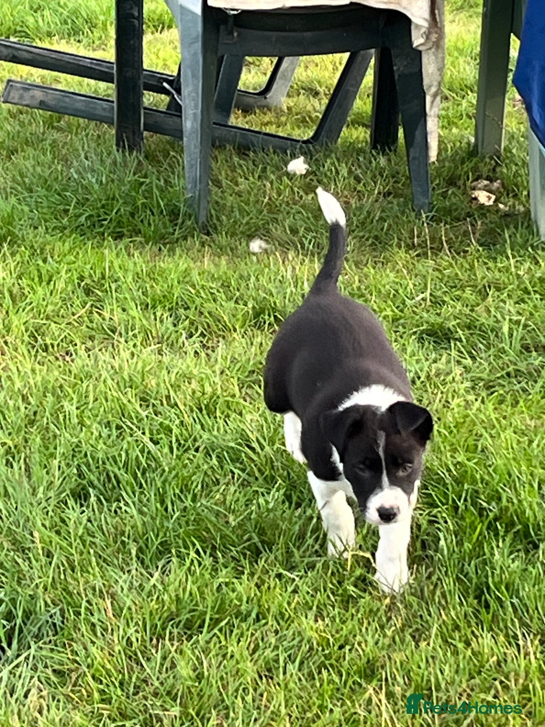 Border Collie dogs for sale: Beautiful Border collie pups - Image 3