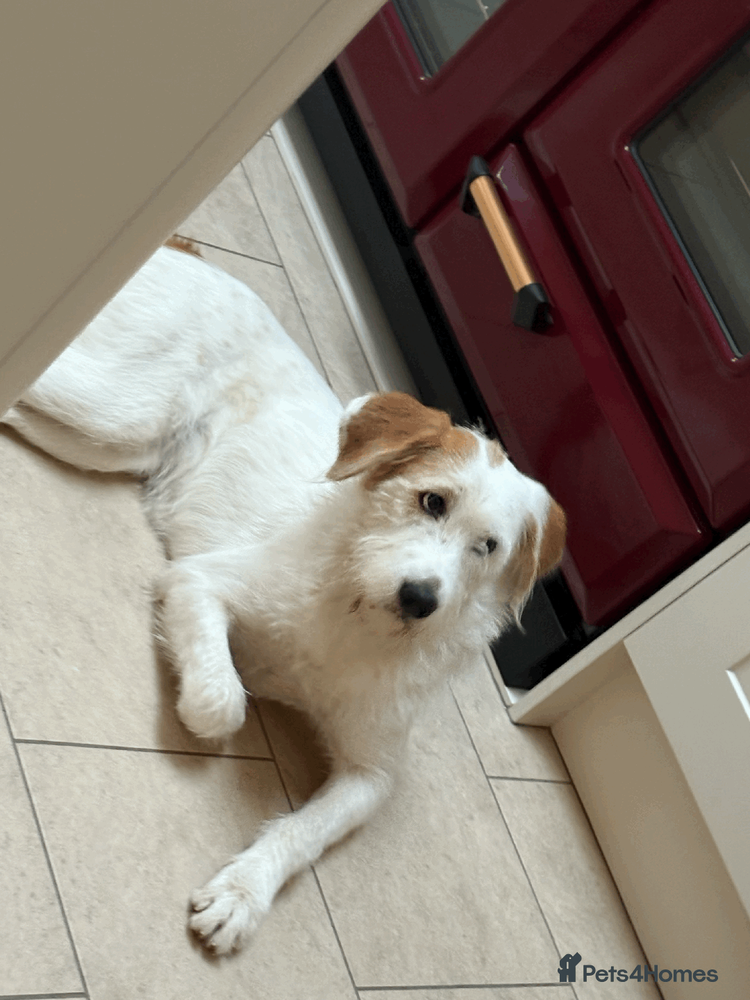 Mixed Breed dogs for sale: Sweet Dorothy looking for her family - Advert 5