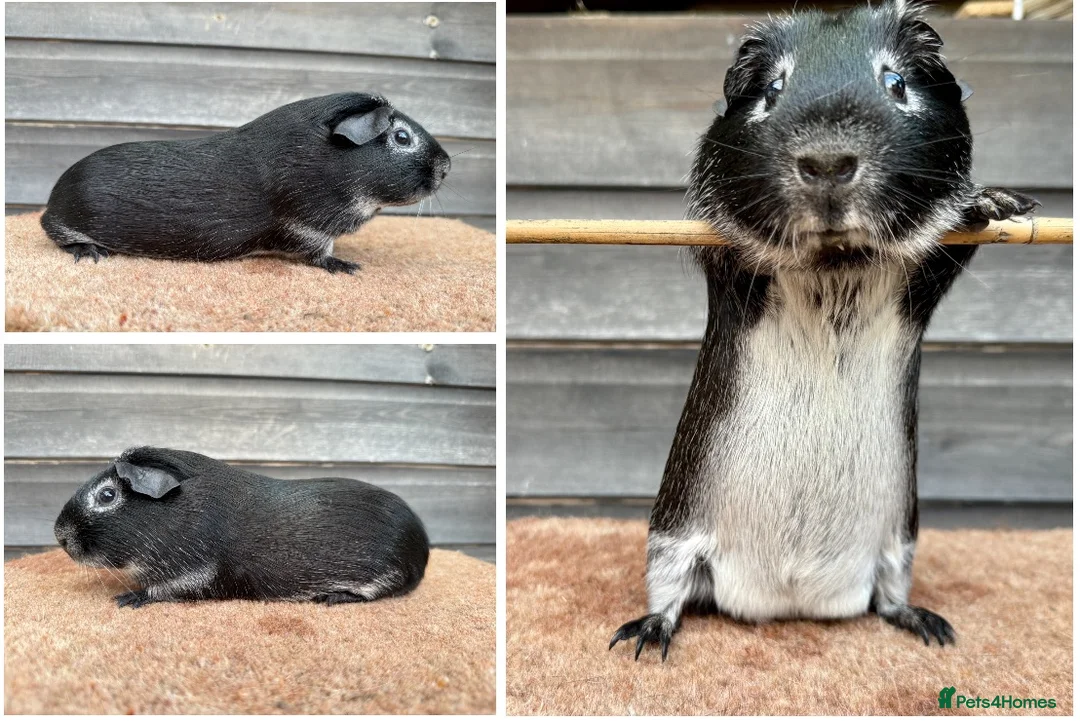 Guinea Pig rodents for sale: Various Breeds - Boys - Advert 2