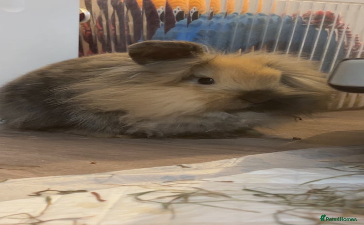 Mini Lion Lop rabbits - Advert 9