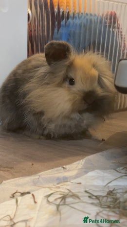Mini Lion Lop rabbits - Advert 9