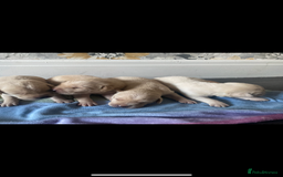 Labrador Retriever dogs for sale: Beautiful lab puppies for sale  - Image 2