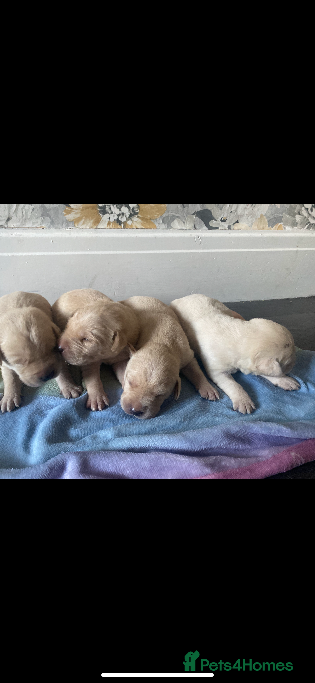 Labrador Retriever dogs for sale: Beautiful lab puppies for sale  - Image 2