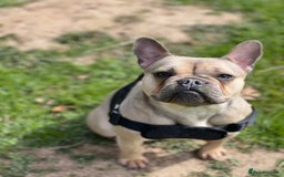 French Bulldog dogs for sale: Frenchie Narla  - Image 2