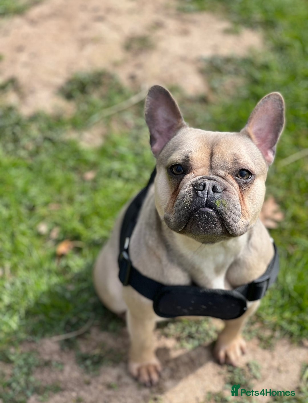 French Bulldog dogs for sale: Frenchie Narla  - Image 2