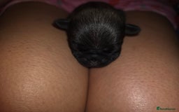 Pug dogs for sale: KC Pug puppies 4 girls 3 boys - Image 21