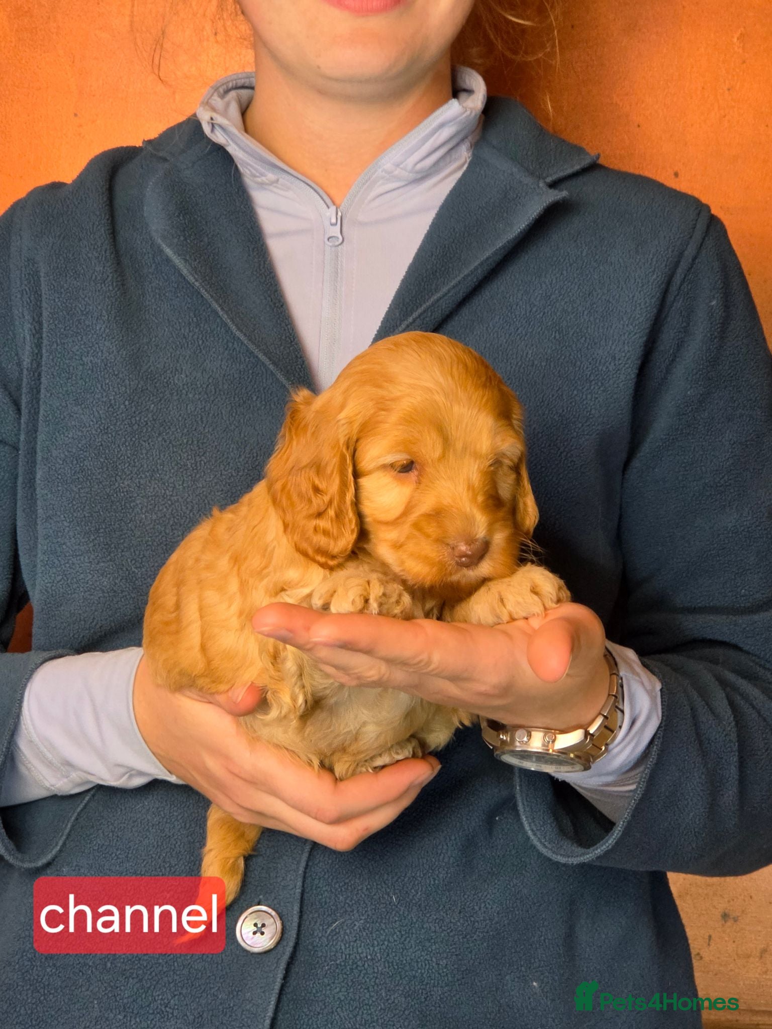 Cockapoo dogs Stunning cockapoo puppies for sale - Advert 2