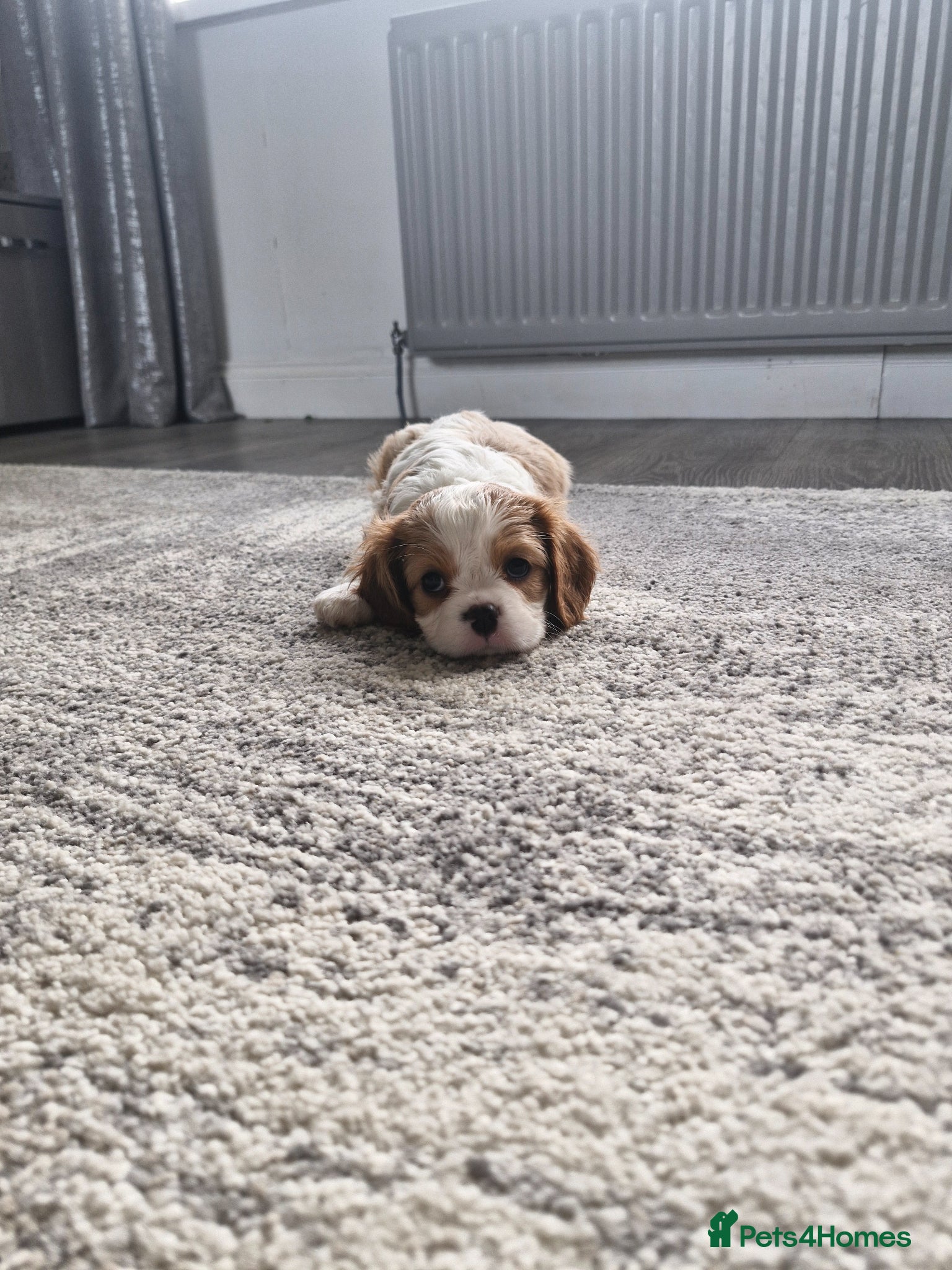 Cavalier King Charles Spaniel dogs Beautiful CKCS pups - Advert 6