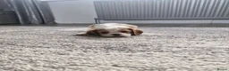 Cavalier King Charles Spaniel dogs for sale: Beautiful CKCS pups - Advert 1