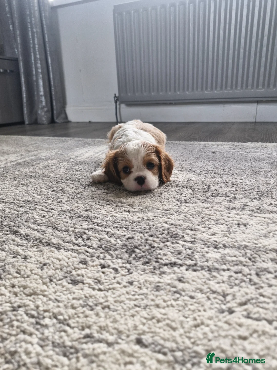 Cavalier King Charles Spaniel dogs for sale: Beautiful CKCS pups - Advert 1