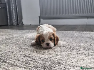 Cavalier King Charles Spaniel dogs Beautiful CKCS pups - Advert 6