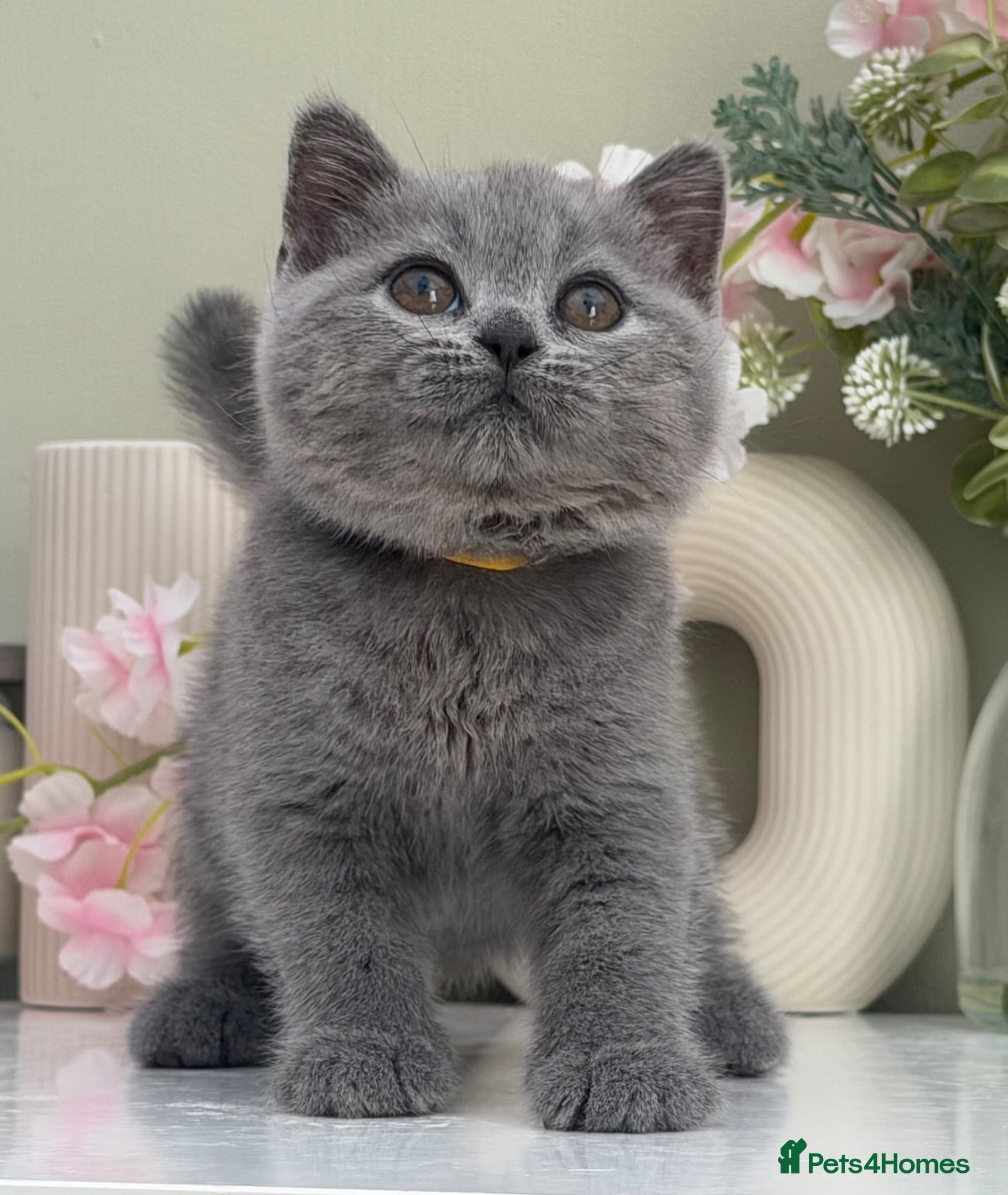 British Shorthair cats Gorgeous British Kittens - Advert 18