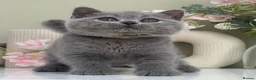 British Shorthair cats for sale: Gorgeous British Kittens - Advert 6